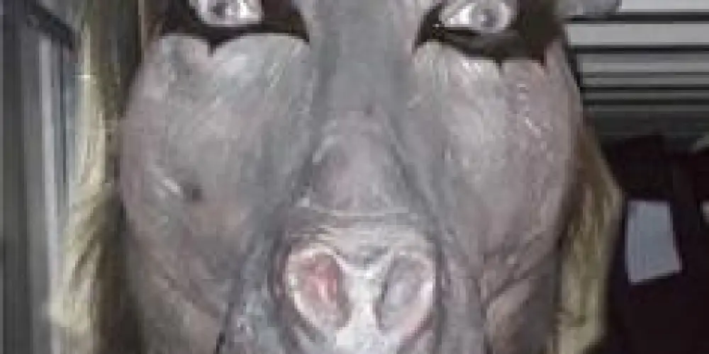 Imagem do grupo de WhatsApp Oviskis e associados