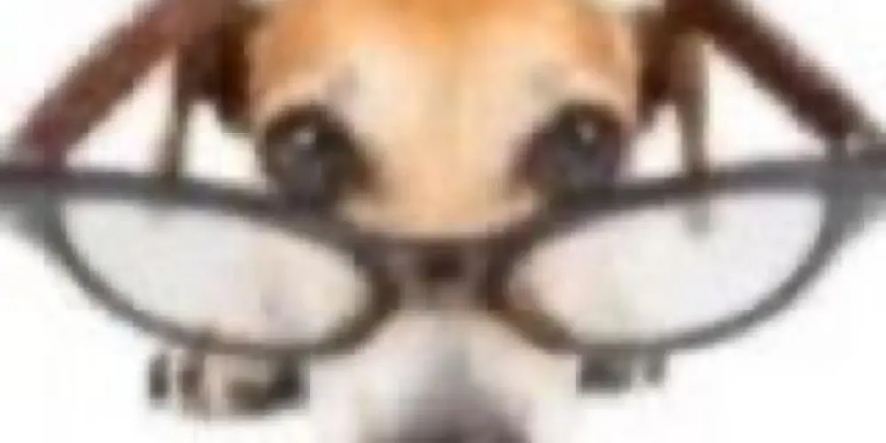 Imagem do grupo de WhatsApp oxente mainha