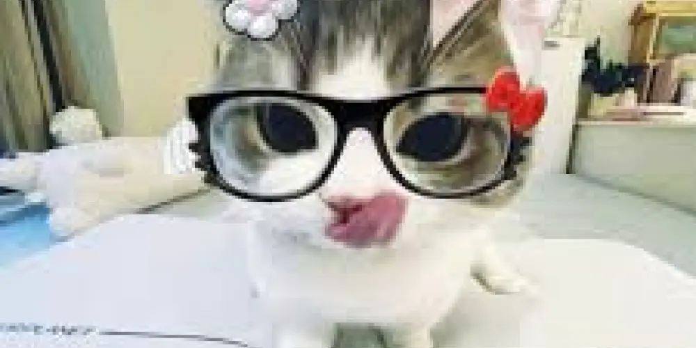 Imagem do grupo de WhatsApp "PA HABLAR"