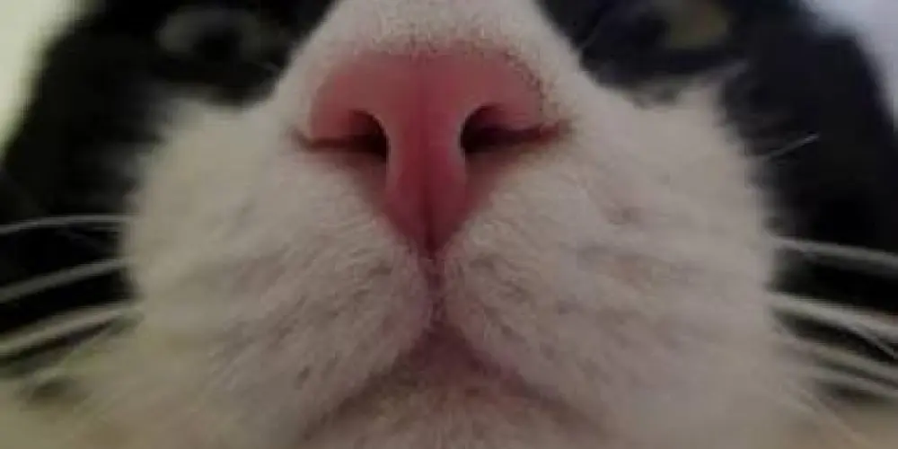 Imagem do grupo de WhatsApp PACKS DE FIGURINHAS💯