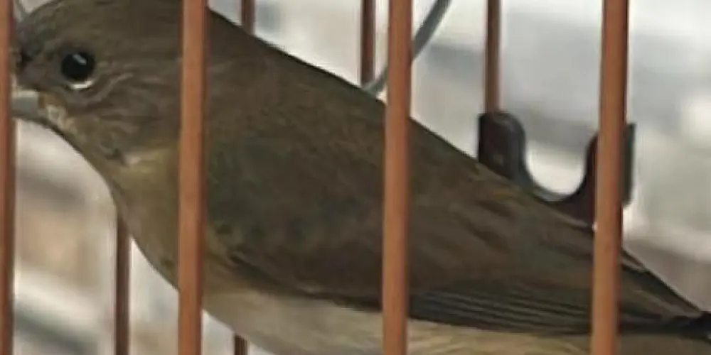 Imagem do grupo de WhatsApp Papacapim