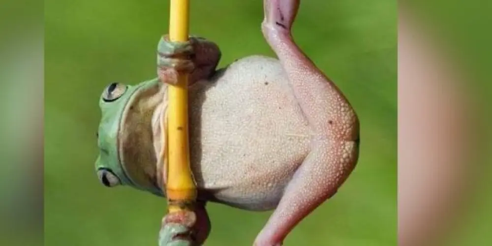 Imagem do grupo de WhatsApp Papo calcinha 😇😼