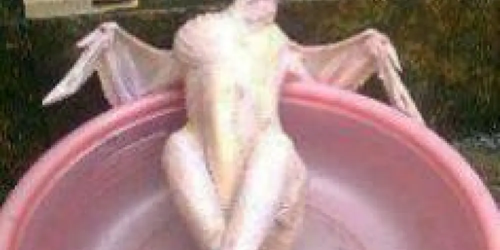 Imagem do grupo de WhatsApp Papo furado 😁👍