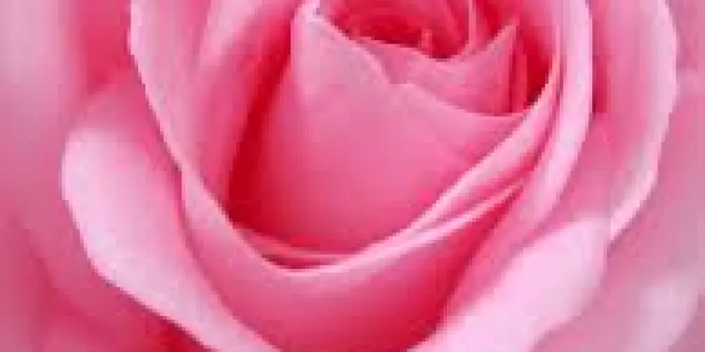 Imagem do grupo de WhatsApp Parquinho da Ana ❤️🍓🔥