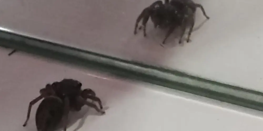 Imagem do grupo de WhatsApp Passa-Tempo New 🚀