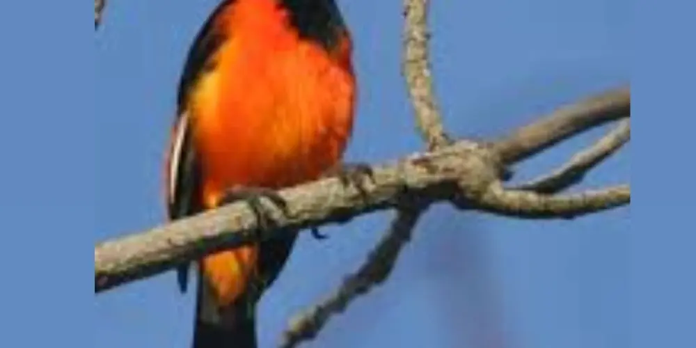 Imagem do grupo de WhatsApp Passaros do nordeste 🌵🐦