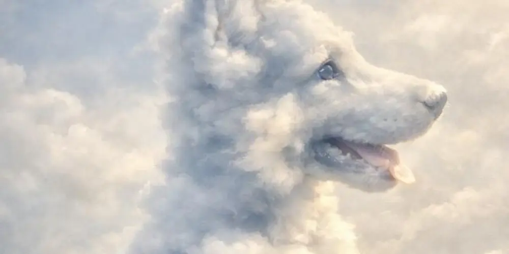 Imagem do grupo de WhatsApp Pastor alemão ❤️