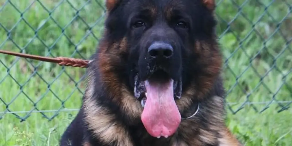 Imagem do grupo de WhatsApp PASTOR ALEMÃO & PAIXÃO