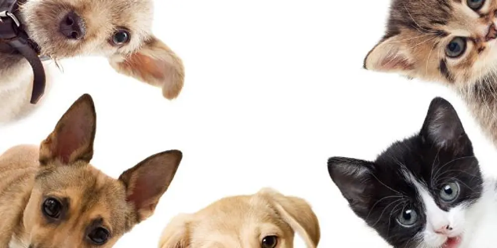 Imagem do grupo de WhatsApp Patas De Ouro 🥇 - BR 🐱🐶🇧🇷