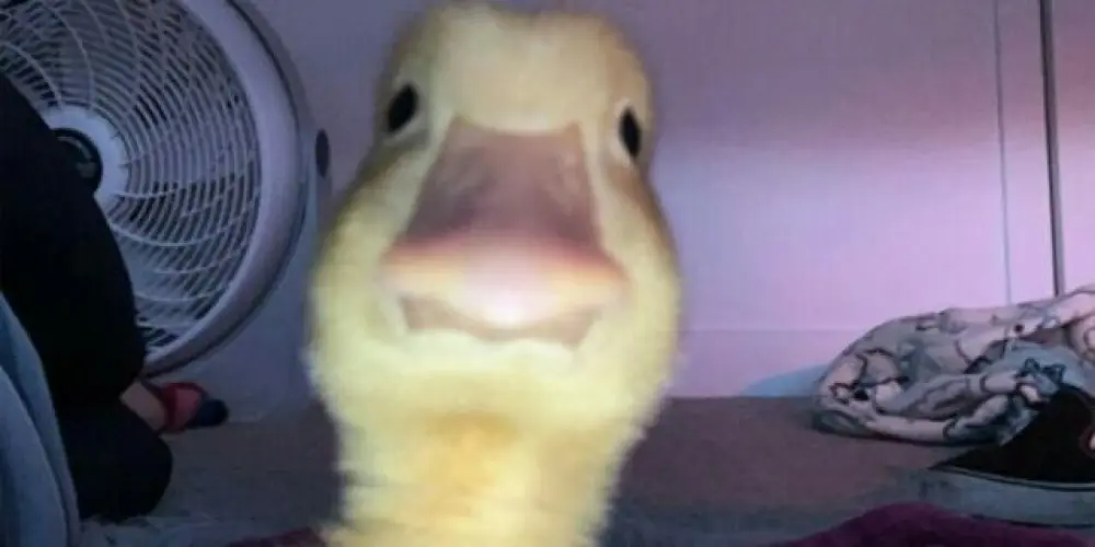 Imagem do grupo de WhatsApp Patos na área