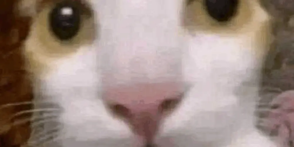 Imagem do grupo de WhatsApp Patoteiros kkj