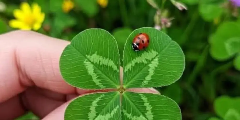 Imagem do grupo de WhatsApp 🍃❤️PATRULHA DO AMOR ❤️ E AMIZADE 😍🫂