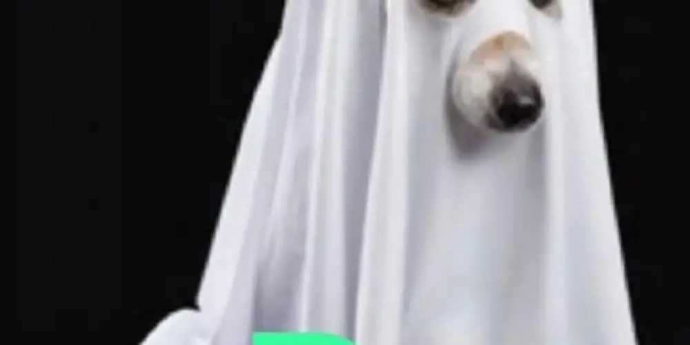 Imagem do grupo de WhatsApp P.D.Q.A.T. 🦉