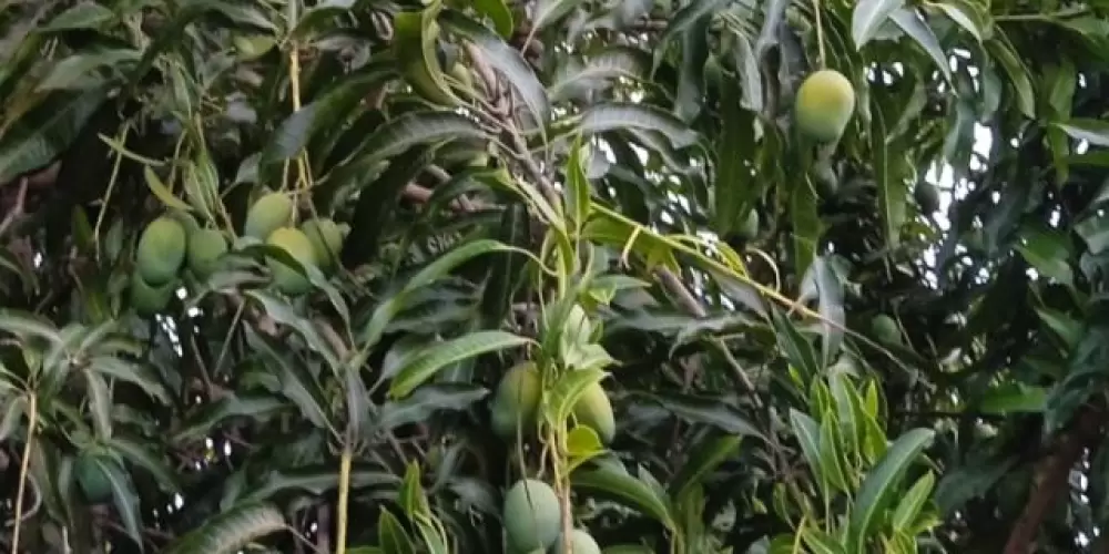 Imagem do grupo de WhatsApp PE DE  MANGA 🥭🥭