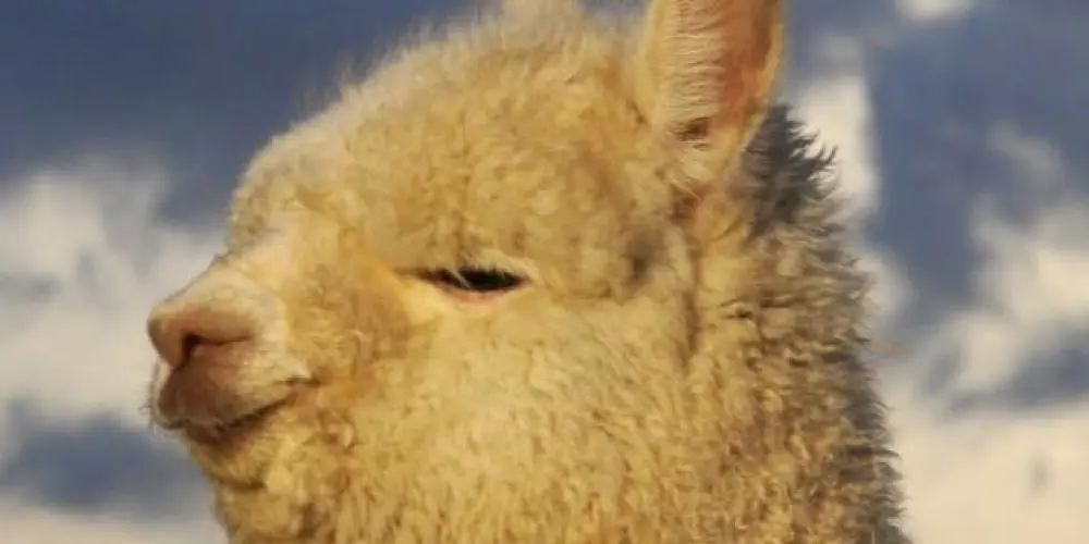 Imagem do grupo de WhatsApp Pedaka Penegrina 🧨