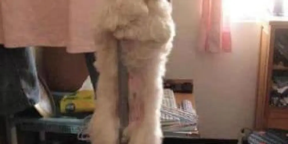 Imagem do grupo de WhatsApp Pelados em santos