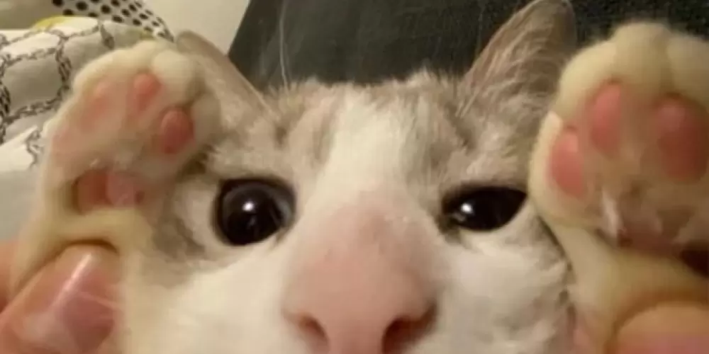 Imagem do grupo de WhatsApp Peludos em Harmonia🐶🐹🐰🐱