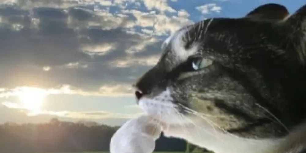 Imagem do grupo de WhatsApp Pensando no Amor Recíproco