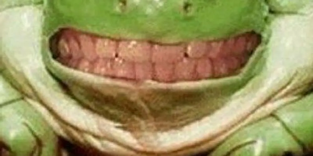 Imagem do grupo de WhatsApp Pererecas suicidas