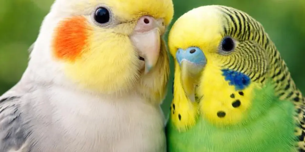 Imagem do grupo de WhatsApp PERIQUITOS E CALOPSITAS🦜+