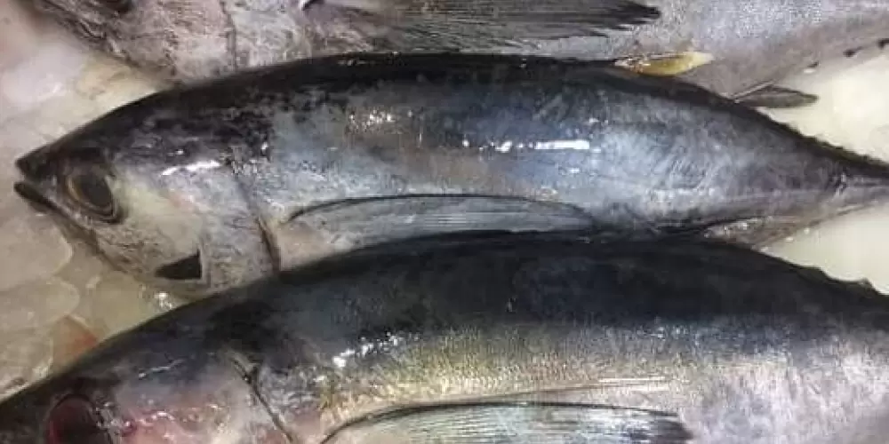 Imagem do grupo de WhatsApp Pescados frescos