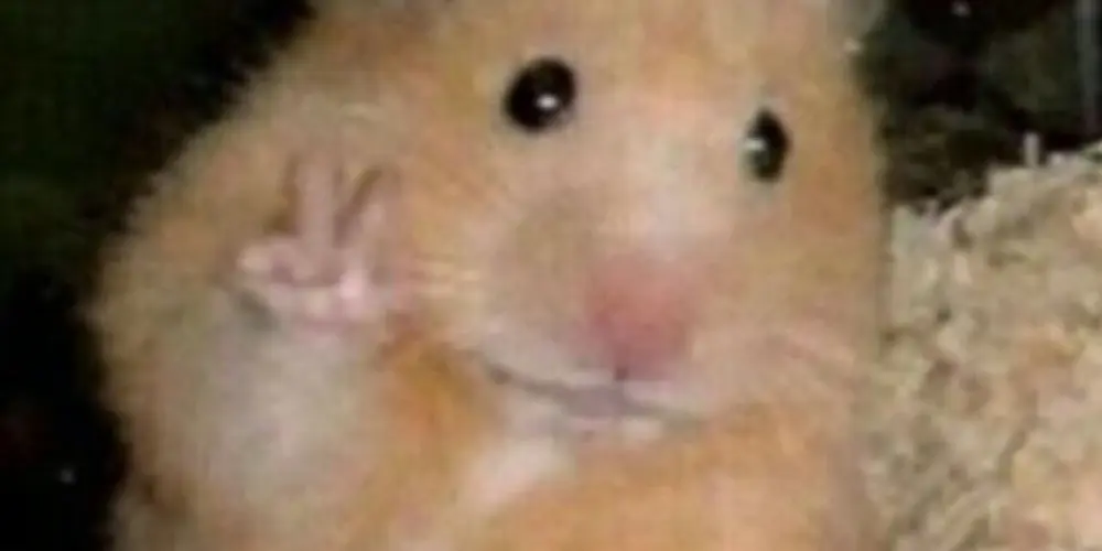 Imagem do grupo de WhatsApp Pessoas normais?