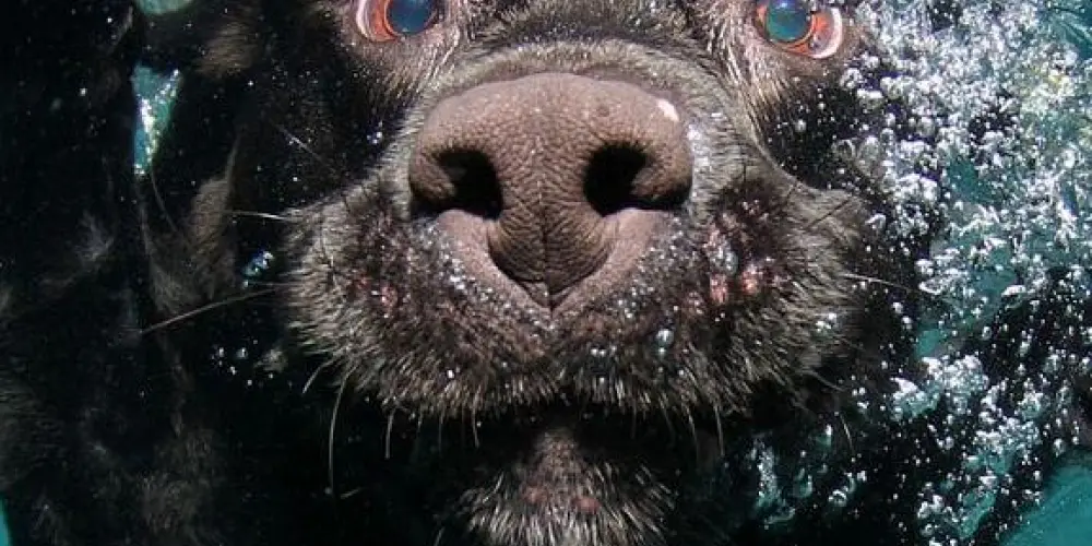 Imagem do grupo de WhatsApp Pest and love