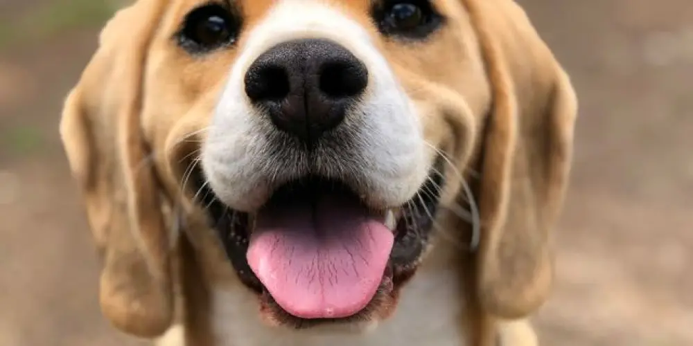 Imagem do grupo de WhatsApp Pet Saudável