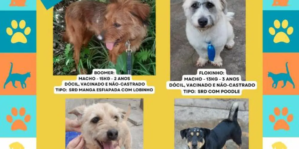 Imagem do grupo de WhatsApp PETDEMADAMESP _ Grupo de adoção