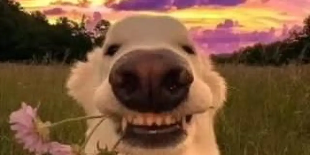 Imagem do grupo de WhatsApp Pets