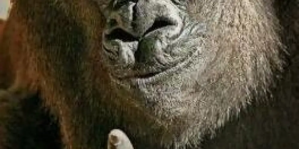 Imagem do grupo de WhatsApp ϟP̴G̴ ̴F̴R̴I̴E̴N̴D̴S̴⁴̴ϟツ