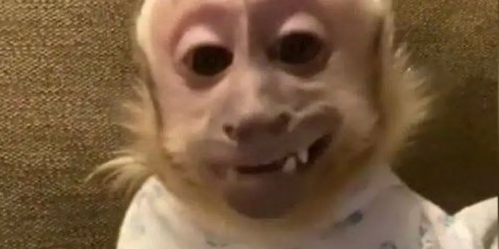 Imagem do grupo de WhatsApp Pinguelos🐒