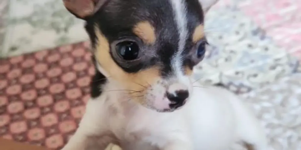 Imagem do grupo de WhatsApp Pinscher Senador Canedo e região de Goiás