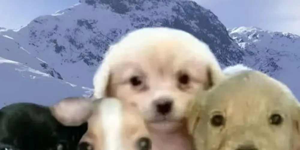 Imagem do grupo de WhatsApp ⚡Pior geração 2025⚡