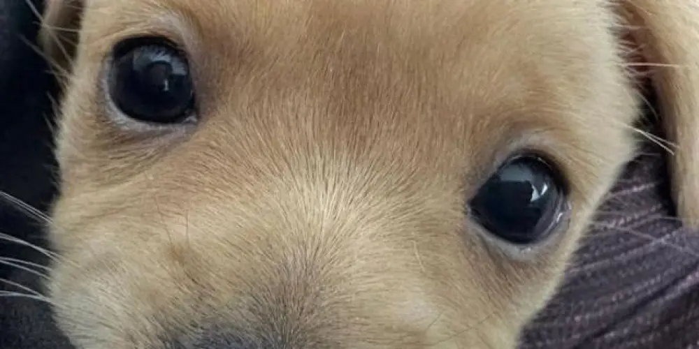 Imagem do grupo de WhatsApp pirâmide