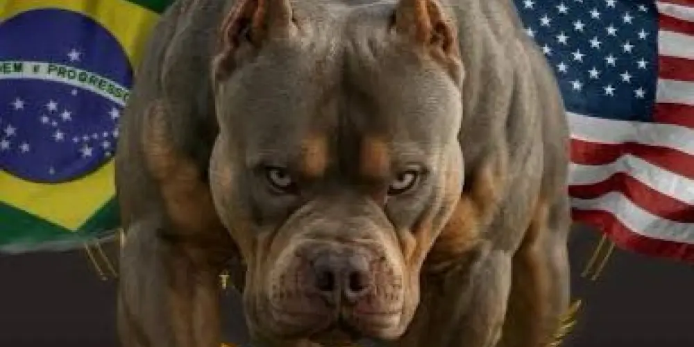 Imagem do grupo de WhatsApp PIT BULL GOIÂNIA E REGIÃO