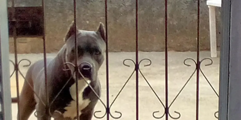 Imagem do grupo de WhatsApp Pitbull Salvador