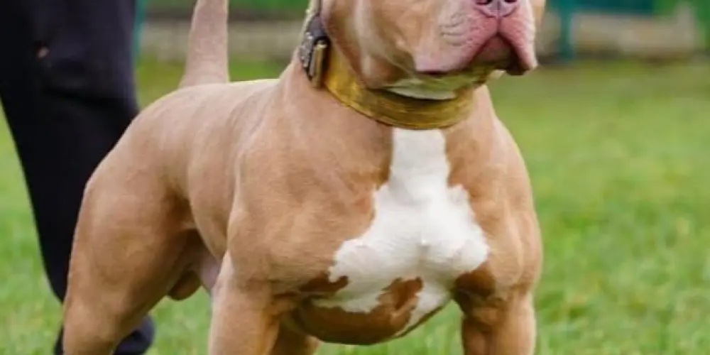 Imagem do grupo de WhatsApp Pitmonster Grupo