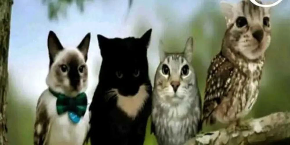 Imagem do grupo de WhatsApp Pitucas de cigarro