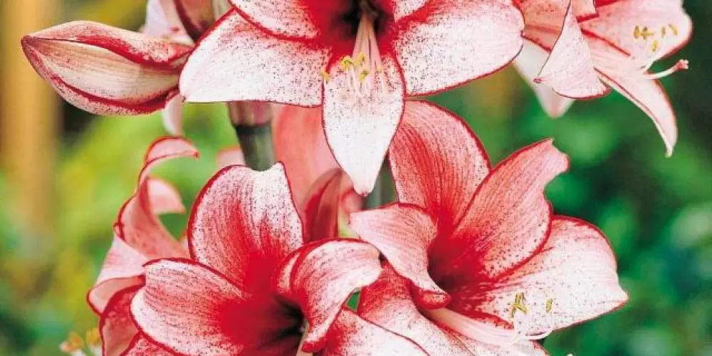 Imagem do grupo de WhatsApp Plantas e flores minas