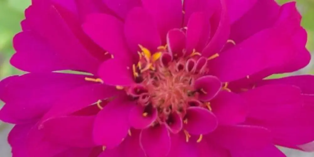 Imagem do grupo de WhatsApp Plantas que Amamos