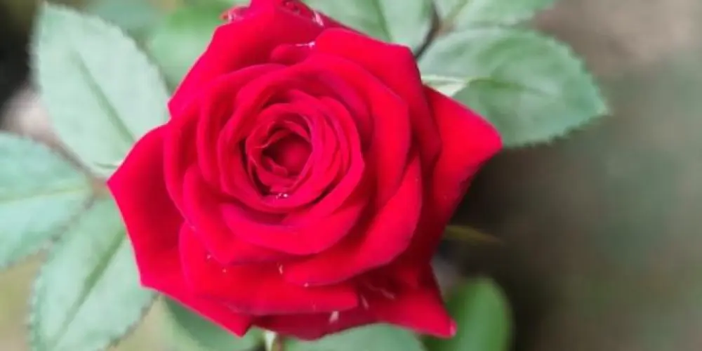 Imagem do grupo de WhatsApp Plantas que Amamos