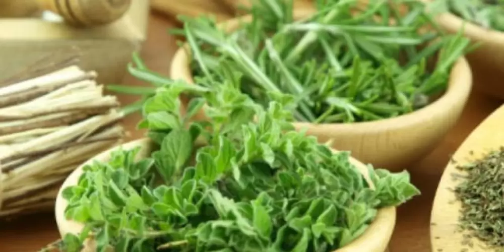 Imagem do grupo de WhatsApp 🍃PLANTAS🍃CURAMTEMPODERES🍃