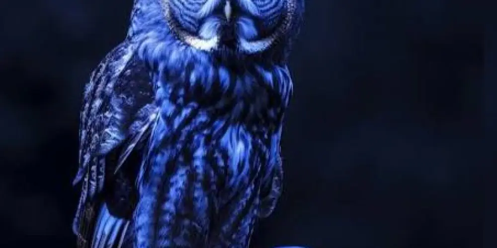 Imagem do grupo de WhatsApp PΛ́ƧƧΛЯӨ ПӨƬЦЯПӨ