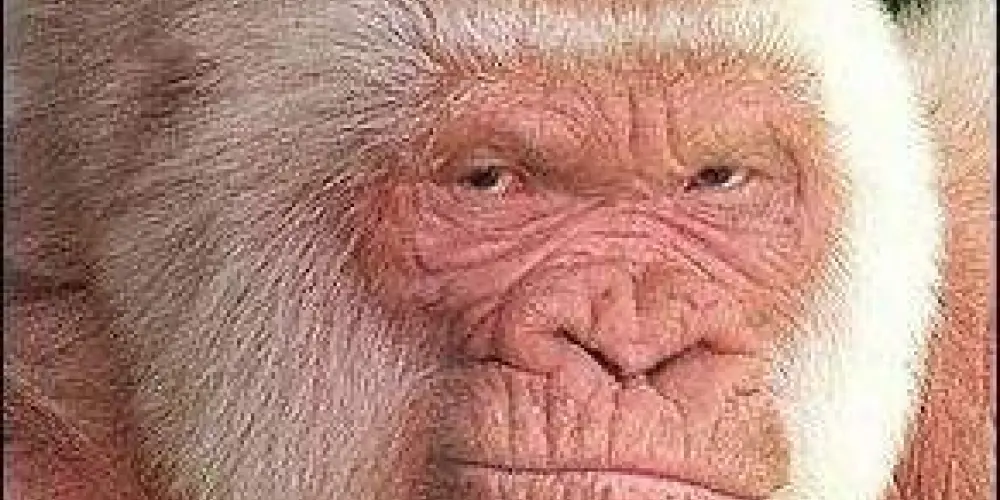 Imagem do grupo de WhatsApp pneumoultramicroscopicossilicovulcanoconiótico