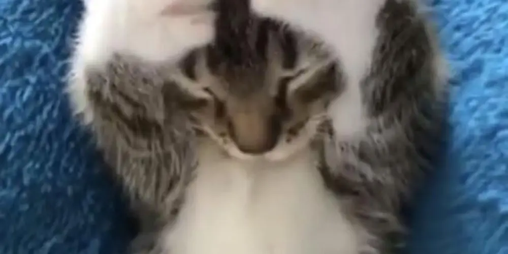 Imagem do grupo de WhatsApp PODE TUDO 🤩