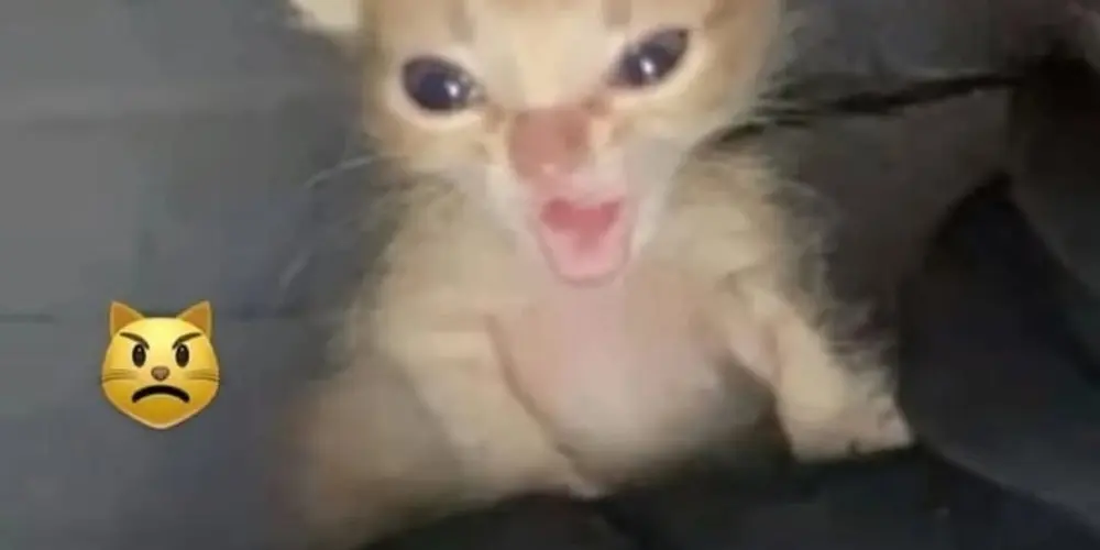 Imagem do grupo de WhatsApp Pode Tudo