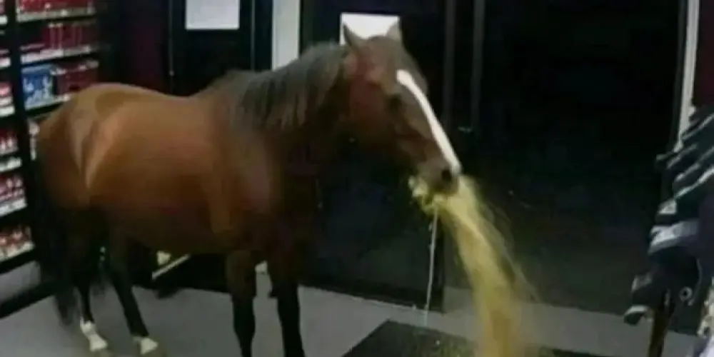 Imagem do grupo de WhatsApp PODE TUDO