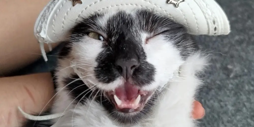 Imagem do grupo de WhatsApp Pode tudo brother, entrai