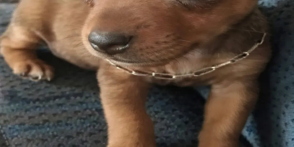 Imagem do grupo de WhatsApp Pode Xitar 🔥